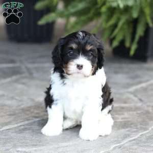 Carlee, Cavapoo Puppy
